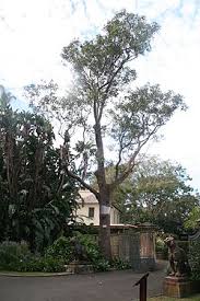 Image result for Eucalyptus robusta