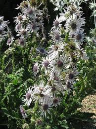 Image result for Berkheya