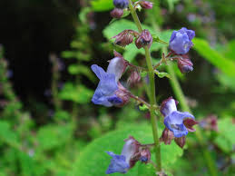 Image result for Isodon ramosissimus