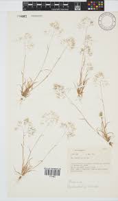 Image result for Pentameris