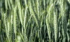 Datorită recombinării unor caracteristici favorabile de la cele două specii parentale (grâul şi secara), triticale are o serie de însuşiri biologice. Triticale Cereal Variety Triticale Cereal Seeds Agrusa