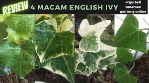 Translations of the word macam from indonesian to english and examples of the use of macam in a sentence with their translation of macam in english. 4 Macam Jenis English Ivy Daun Ivy Hedera Helix Koleksi Kebuncilik Youtube
