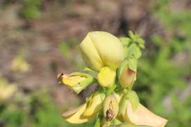 Image result for Crotalaria comosa