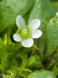 Image result for Montia fontana