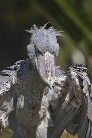 Creepy Bird With Big Eyes Pin By Anne Dandelet On Shoebill O Rei Rex Shoebill Scary Birds Funny Bird Pictures