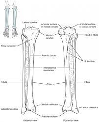Learn more about the pelvis in this article. Bones Of The Lower Limb Anatomy And Physiology