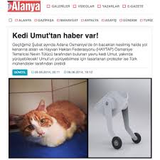 Basinda Biz Cat Hospital Resmi Web Sitesi