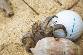Your live hermit crab is specially packed and shipped to you, usually arriving within 2 weeks of your order depending upon weather conditions. File Blueberry Hermit Crab 26404782380 Jpg Wikimedia Commons