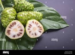 Image result for Morinda