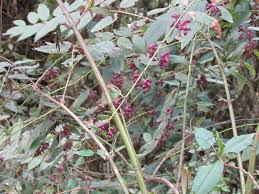 Image result for Laggera gracilis