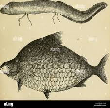 Sur le Haut-Congo . ^^. Poissons du haut-Congo.! Dessin de M. Glave,  couimuuiciuÃ© par le lieutenant Liebrechts. iOG PREMIÃRE PARTIE La  baraquenÃ©tait pas encore en Ã©tat; le manque de paille retar-dait