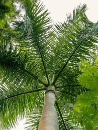 Image result for Roystonea oleracea