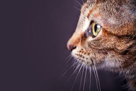 Whiskers not only make cats aware of their surroundings, but can also provide humans with some insight into their pet's state of mind. Cat Whiskers The Facts You Need To Know Great Pet Care