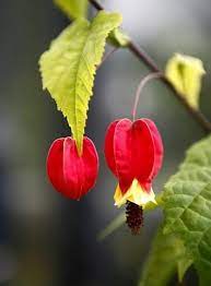 Bleeding Hearts Bleeding Hearts Bleeding Heart Plant Flower Field