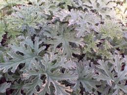 Image result for Pelargonium graveolens