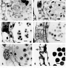 Image result for Sladeniaceae