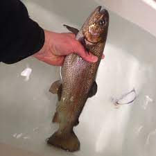 Got to b&a bait shop around 7am, got some shiners and some crayfish. Wachusett Reservoir Ma Fishing Reports Map Hot Spots