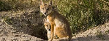 Swift Fox Species Wwf Fox Species Swift Fox Species