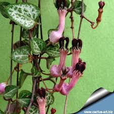 Image result for Ceropegia breviflora