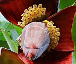 Regular price ₹ 2,899.00 sale price ₹ 2,899.00. Royalty Free Banana Tree Photos Free Download Pxfuel