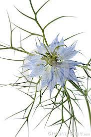 Nigella Flower Close Up Flower Close Up Flowers Nigella