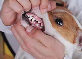 But this only compounds the risk of feeding your dog a processed diet. Signs Of Gum Disease In Dogs Petmd