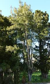 Image result for Phyllocladus trichomanoides