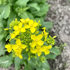 Image result for Brassica rapa