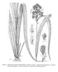 Image result for Hypolytrum