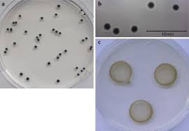 Image result for Pseudomonas syringae