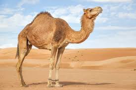 Camels are primarily animals of asia. The Arabian Camel Characteristics Behavior And Habitat My Animals