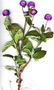 Your favorite blooms — from roses and peonies to lilies and daisies — send specific red roses aren't the only flower with a romantic meaning, so you don't have to totally splurge to show your dedication. Gomphrena Globosa Wikipedia