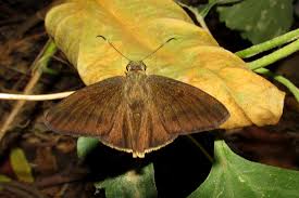 Image result for Cordia torrei