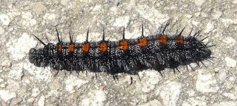 We did not find results for: The Mourning Cloak Butterfly Harbinger Of Spring Article By Ken Sproule Miles Hearn