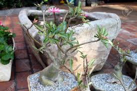 Importers of pottery, bonsai & garden since 1988 all bonsai assortments closeout garden & yard home decor indoor collections outdoor collections specials search for: Susser Bonsai Aus Frangipani Baum Der In Der Regel Sehr Gross Ist Aber Hier Ist Es Weniger Als Zwei Meter Gross Grosse Kunst Es Zu Machen Und Zu Pflegen Lotus Auf Der Ruckseite