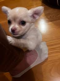 Helpppp I need some cute girl names!!!