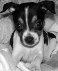 Black And White Rat Terrier Baby Puppy Rat Terrier Black White Rat Terrier Dogs Rat Terrier Puppies Rat Terriers
