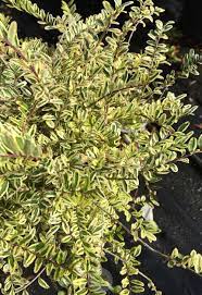 Check out our lemon honeysuckle selection for the very best in unique or custom, handmade pieces from our plants shops. Box Honeysuckle Lonicera Pileata Var Yunnanensis Lemon Beauty In The Honeysuckles Database Garden Org