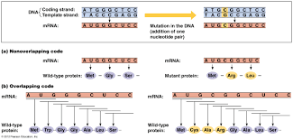 Going from dna to mrna. Biol2060 Gene Expression Transcription