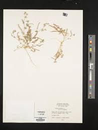 Image result for Lotus namulensis