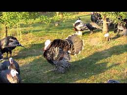 Photo about a bronze orlopp turkey hen resting in the shade. 7 Orlopp Bronze Turkey Ideas Bronze Turkey Turkey Organic Turkey