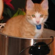 In additon, cats on the counter may be a sign of other feline health issues. Keeping Cats Off Counter Tops Thriftyfun