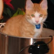 You may have to keep reapplying the tape, and the sticky residue may be hard to remove from counter tops. Keeping Cats Off Counter Tops Thriftyfun