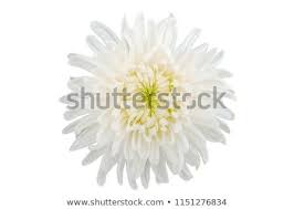 Discover This And Millions Of Other Royalty Free Stock Photos Illustrations And Vectors In The Chrysanthemum Flower White Background Images White Background