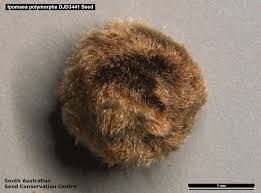 Image result for Ipomoea polymorpha