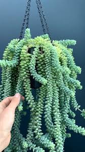 Pin Op Container Gardening