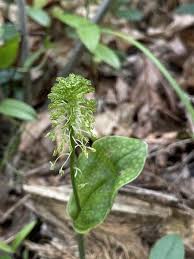 Image result for Malaxis