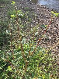Image result for Amaranthus spinosus