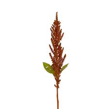 Image result for Amaranthus