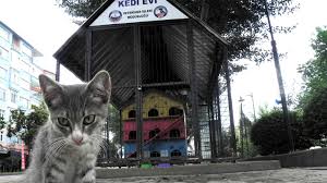 Avcilar Belediyesi Kedi Evlerini Kaldiriyor
